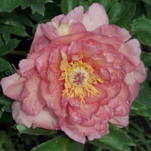 ANGELIC BLUSH (SWENSON GARDENS, 2024)