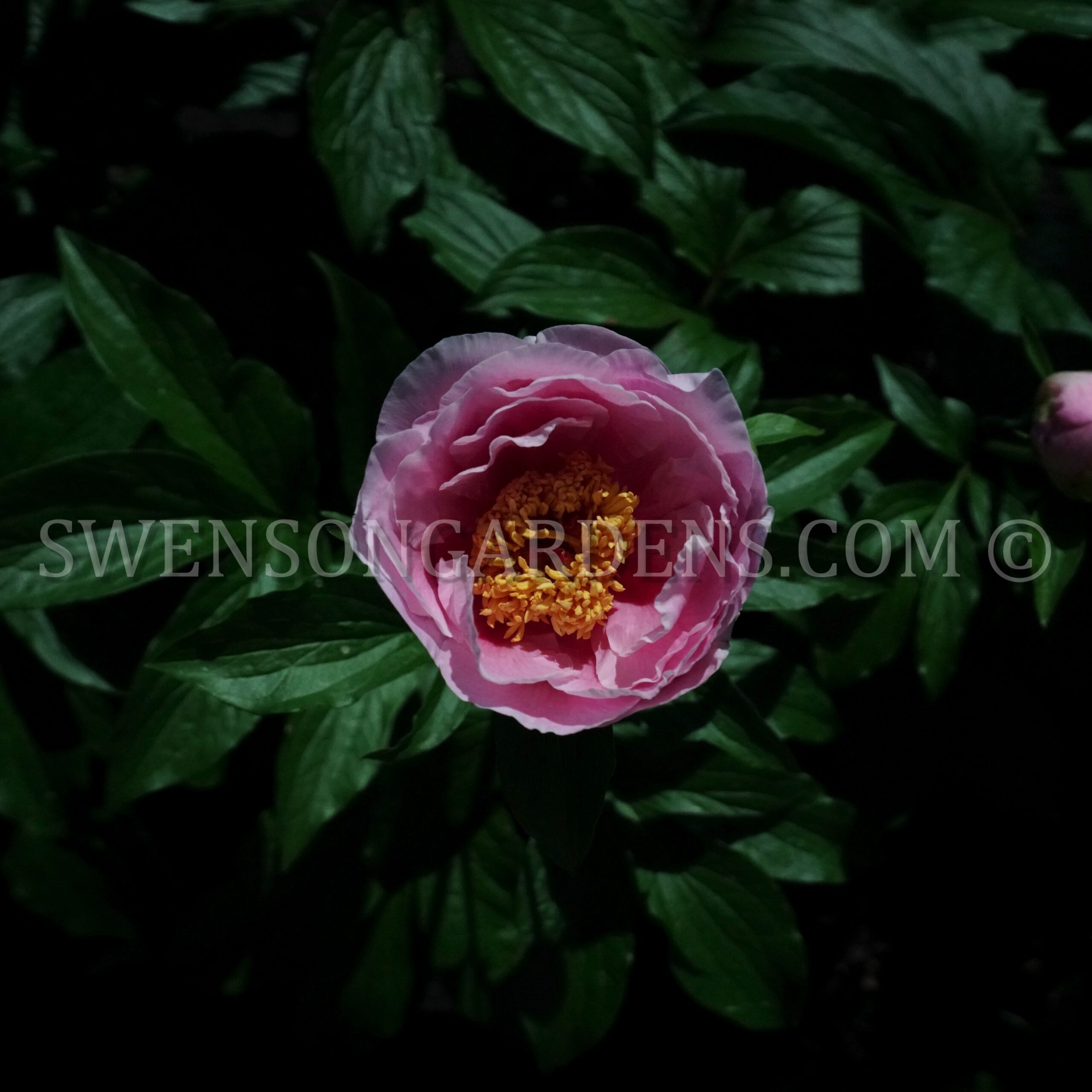 9X21-9-13-1A – RADIANT ___________ (Swenson Gardens, Pending)