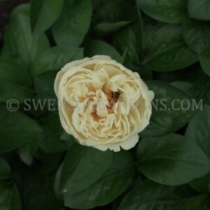 ANGELIC BOWL (SWENSON GARDENS, 2024)